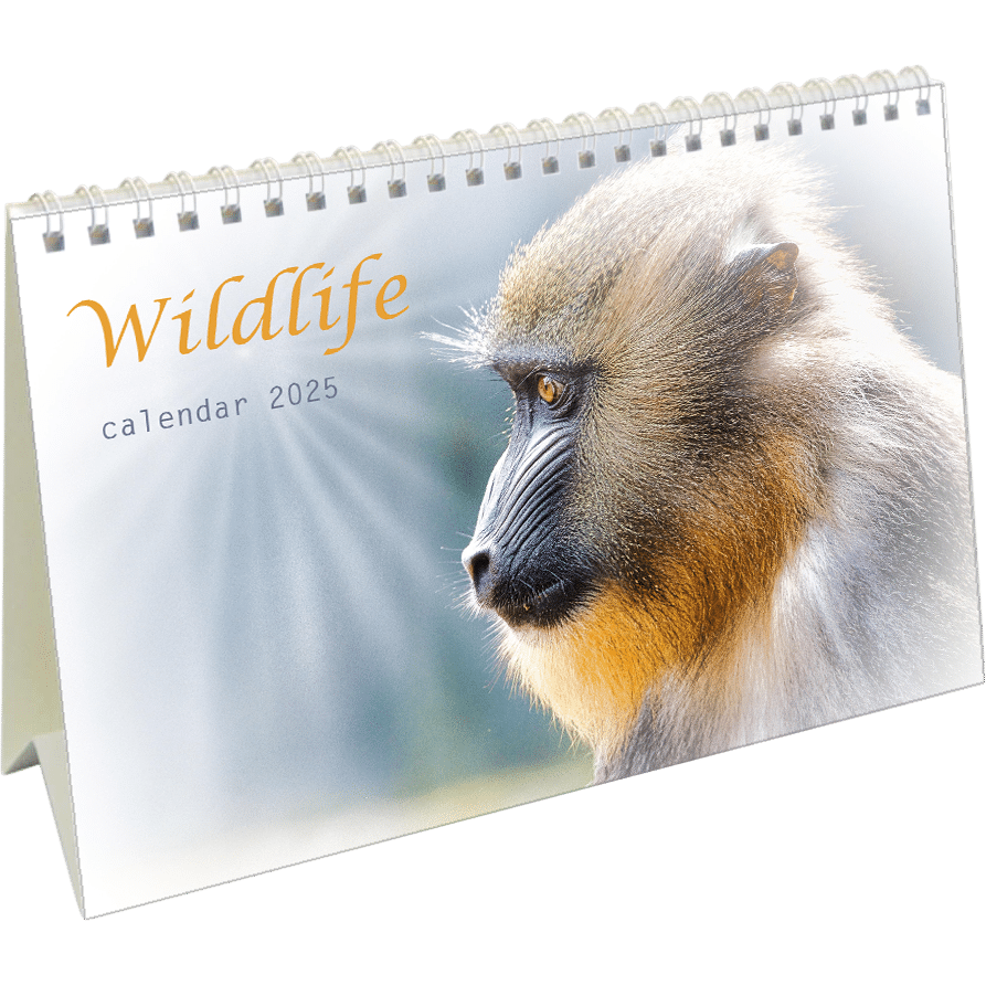 Calendrier de bureau Wildlife 2025
