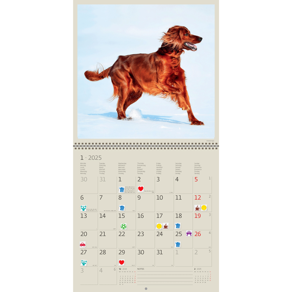 Calendrier Dogs 2025 - Janvier